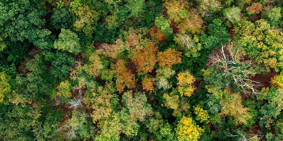 En skog ovanifrån